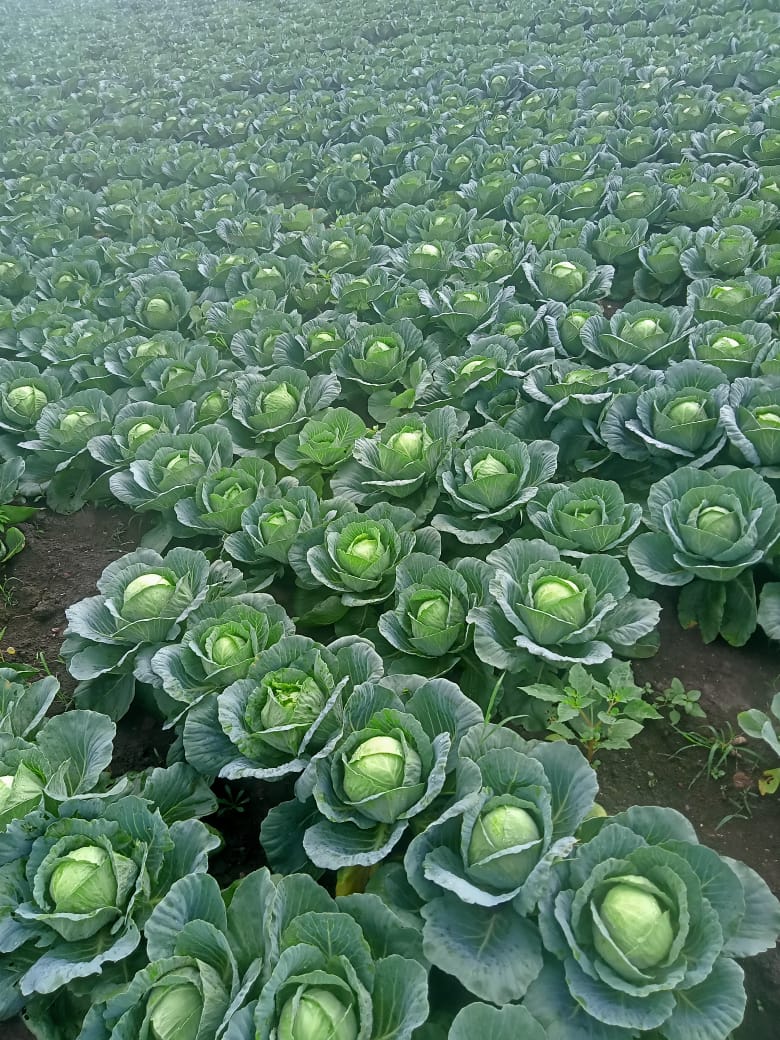 A young farmer who grows cabbage and earns a lot of profit