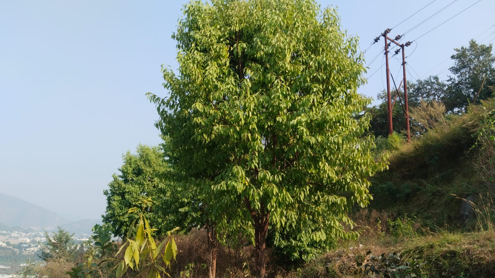 Cultivation of White Sandalwood