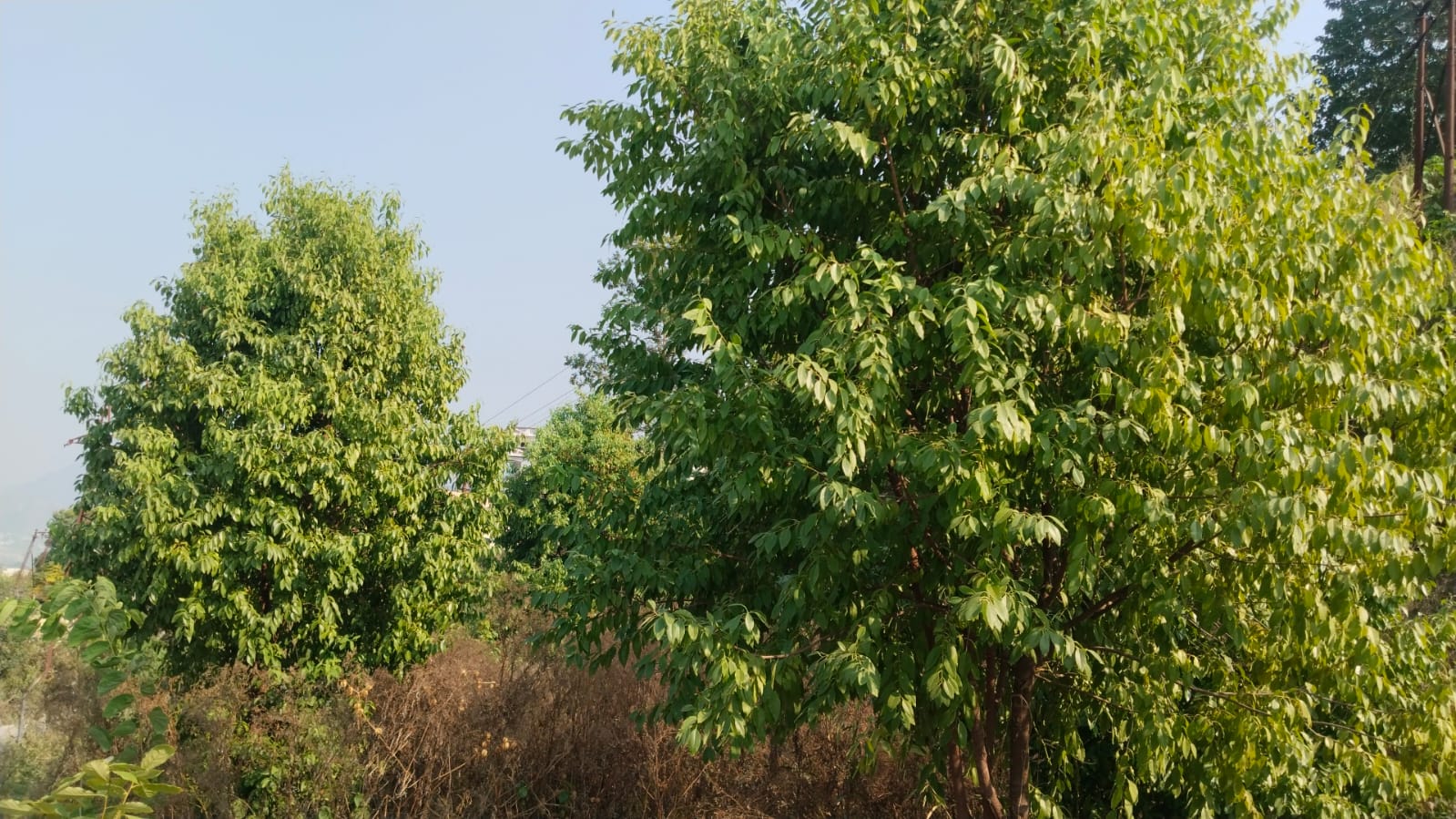 Cultivation of White Sandalwood