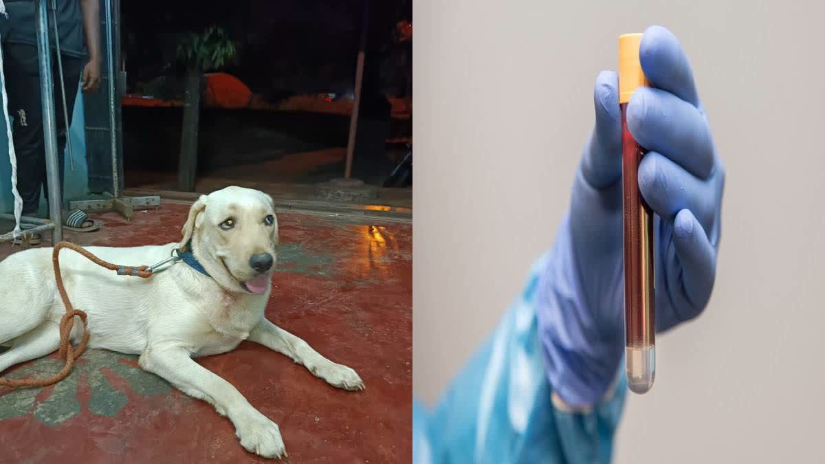 Dog Donates blood