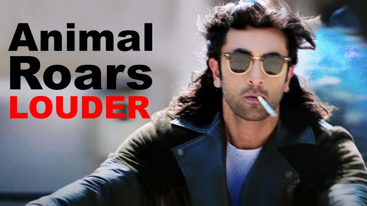 ranbir kapoor animal film success continues in second week