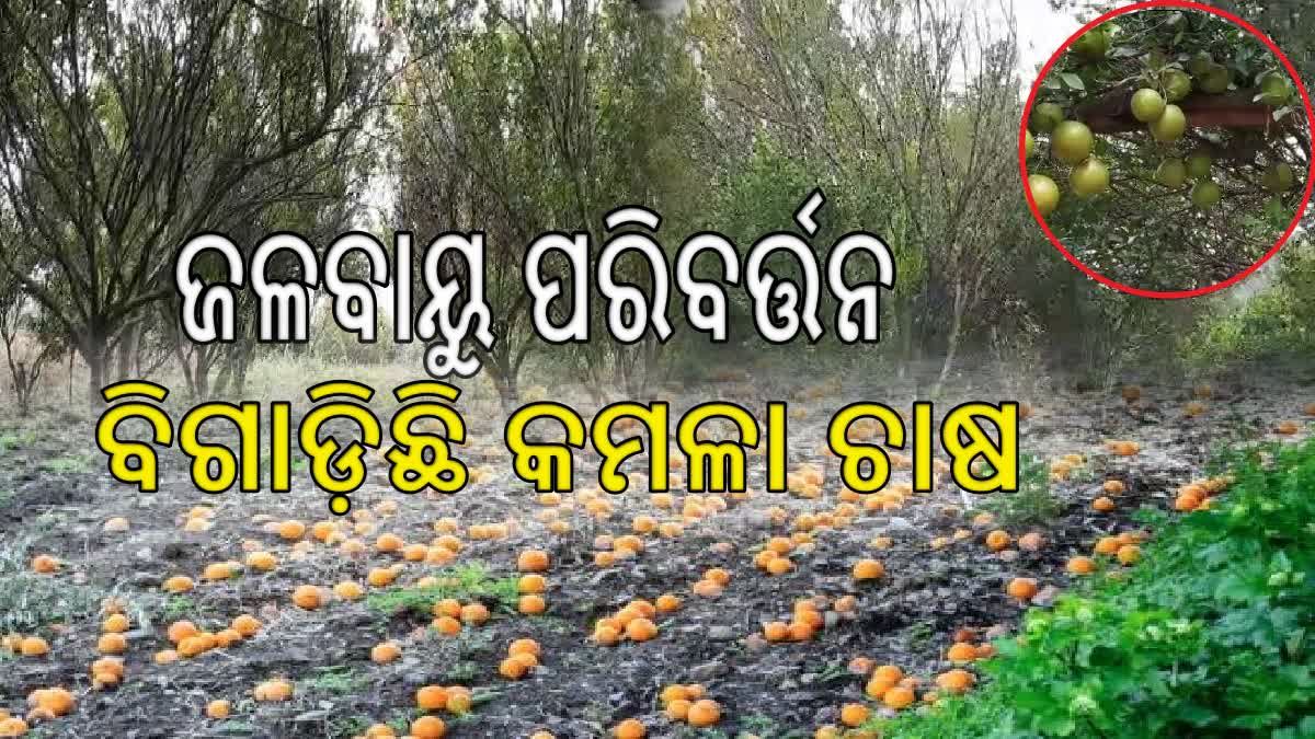 ଜଳବାୟୁ ପରିବର୍ତ୍ତନ ବିଗାଡ଼ୁଛି କମଳା ଚାଷ