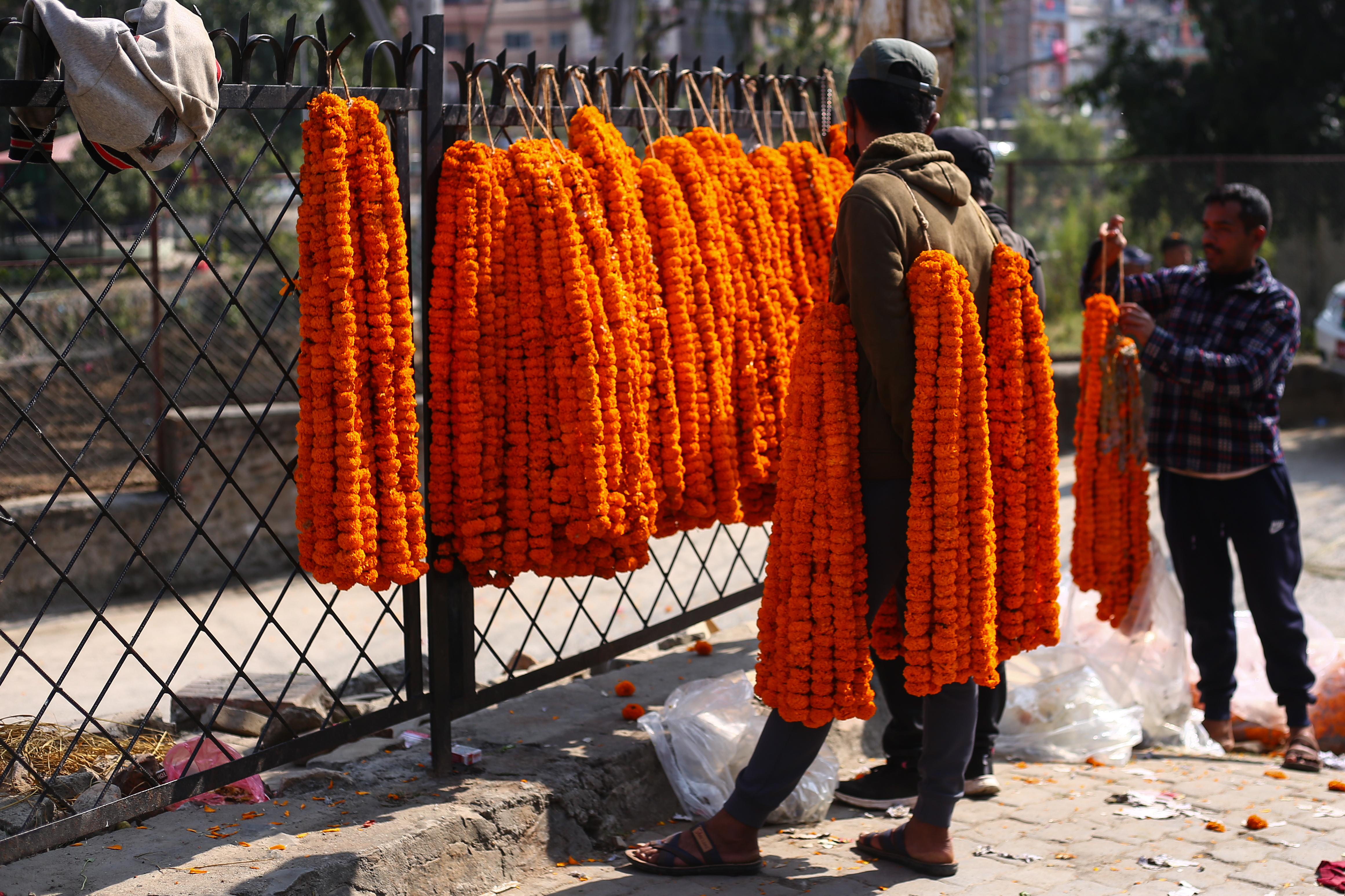 marigold farming making farmers Millionaire