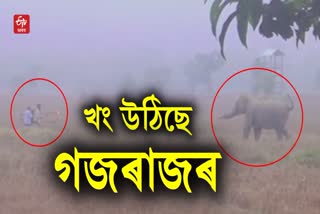 Terror of Wild Elephant in Golaghat