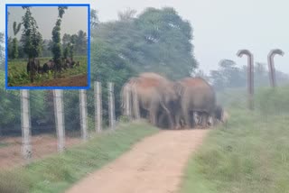 elephant_herd_attack