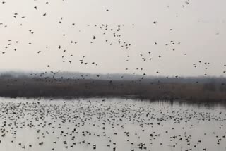 Migratory birds in Kashmir file pic