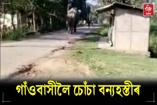 elephant attack in Golaghat