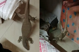 Monitor lizard in Emmatti tower car parking  Monitor lizard caught from Thrissur  Monitor lizard caught caught by forest officials  തൃശൂർ നഗരത്തിൽ ഉടുമ്പിനെ കണ്ടെത്തി  ഇമ്മട്ടി ടവര്‍ കാര്‍ പാര്‍ക്കിങ്ങില്‍ ഉടുമ്പ്  ഉടുമ്പിനെ പിടികൂടി  തൃശൂരില്‍ ഉടുമ്പിനെ പിടികൂടി  വീട്ടിനകത്ത് ഉടുമ്പ്