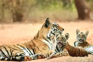 Ranthambore National Park