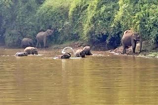 ಕಾಡಾನೆಗಳ ಜಲ ಕ್ರೀಡೆ