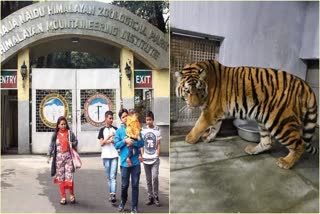 cyprus-to-darjeeling-after-a-long-gap-siberian-tigers-journey-begins-in-india