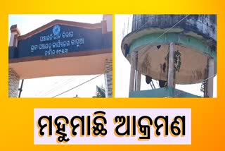 କାମାକ୍ଷାନଗରରେ ମହୁମାଛି ଆକ୍ରମଣ ; ୨ ମୃତ, ୩ ଆହତ