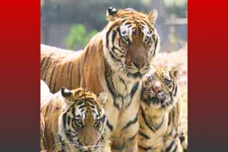 Tigress T 69 cub dies