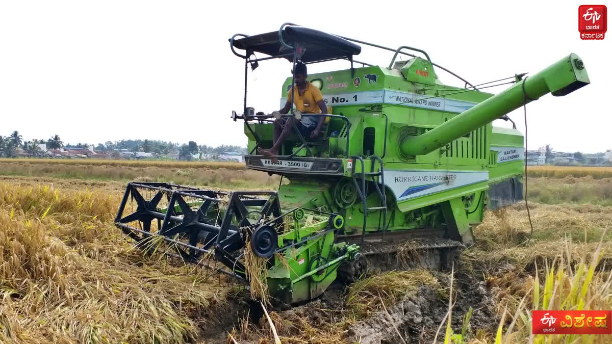 PADDY CUTTING MACHINE  SHIVAMOGGA  ಭತ್ತ ಕಟಾವು ಯಂತ್ರ  ಭತ್ತ ಬೆಲೆ ಕುಸಿತ