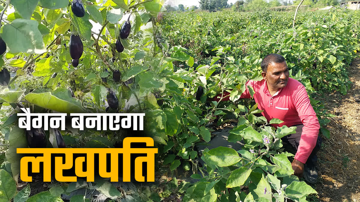 BRINJAL FARMING GRAFTING METHOD