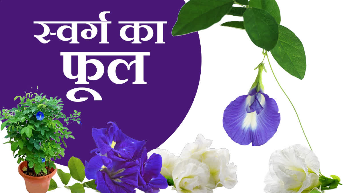 APARAJITA FLOWER GARDENING TIPS