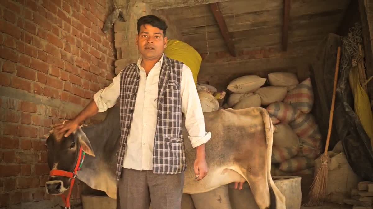 Naushad Dubey poses with a cow at Dehri village, Uttar Pradesh