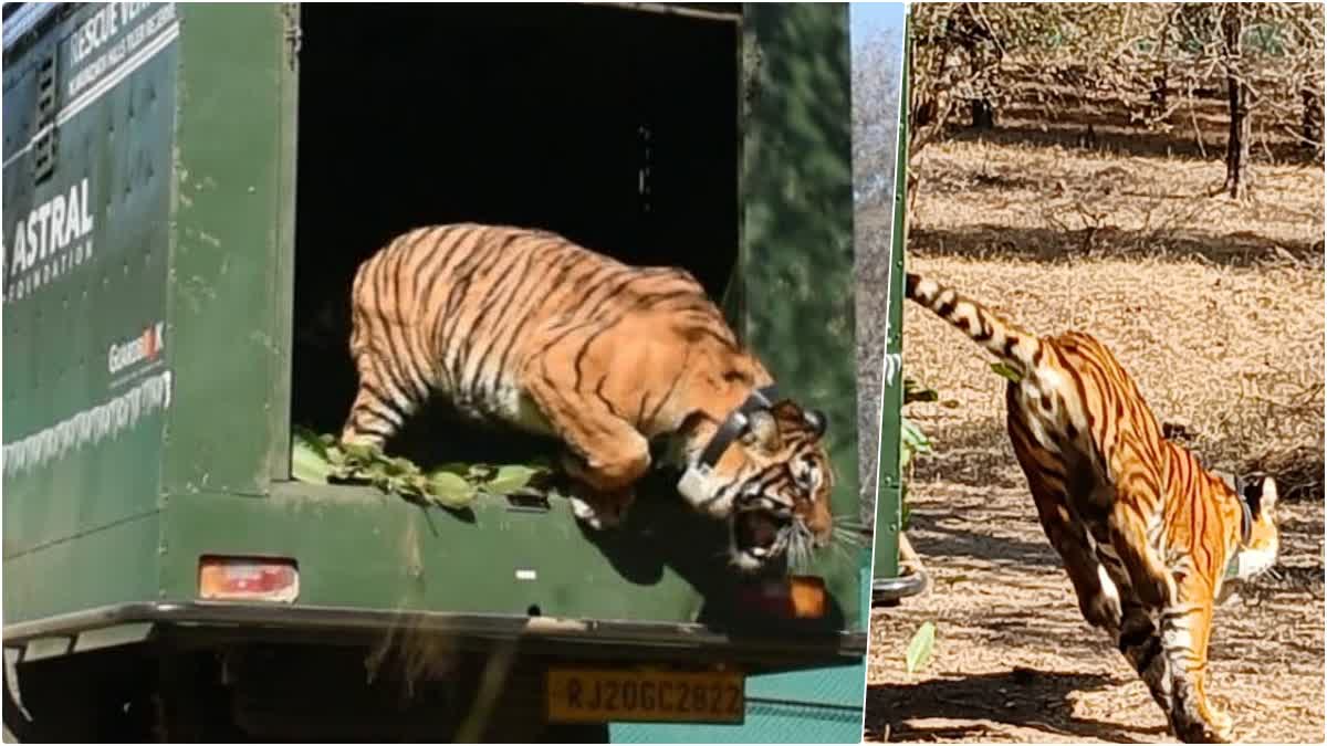 Female cub released in MHTR