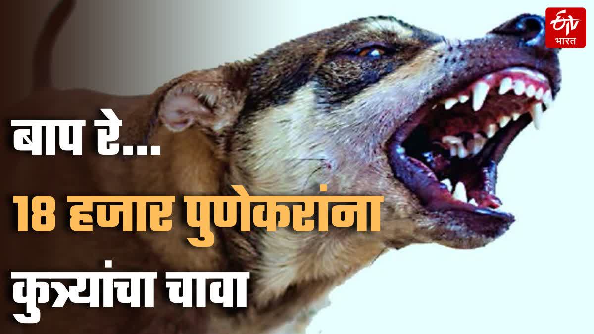 PUNE PEOPLE DOGS BITTEN