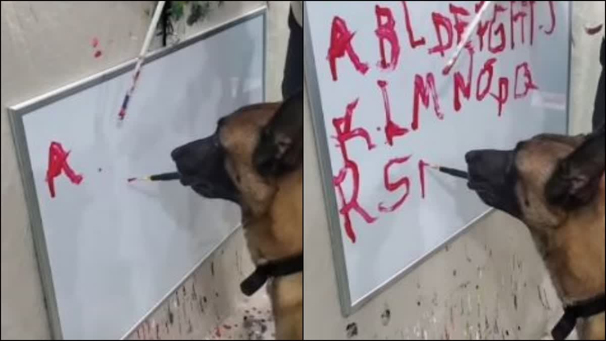 This dog can write from A to Z