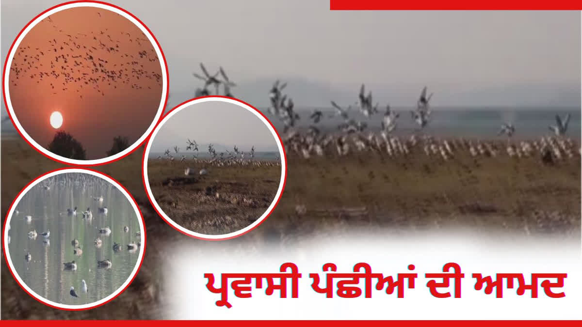 MIGRATORY BIRDS IN PATHANKOT