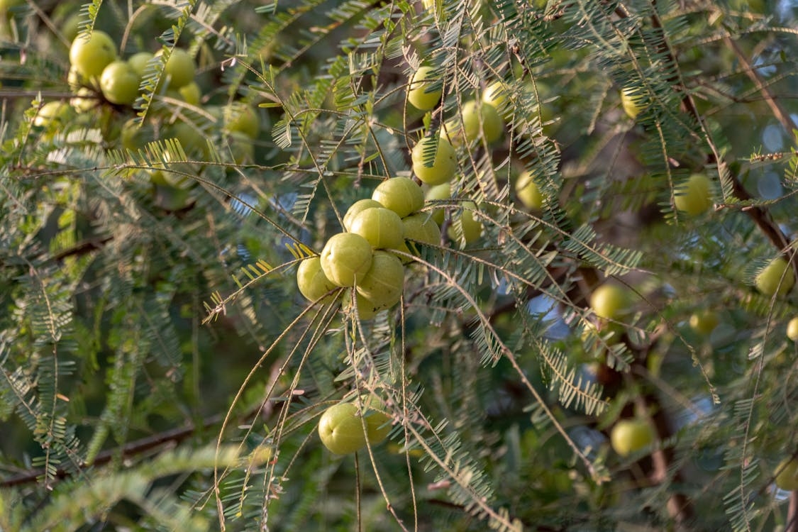 Health Benefits Of Amla