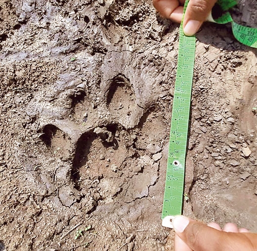 Tiger Wandering in Warangal District