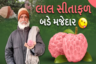 ચમારડી ગામના ખેડૂત ગોકળભાઈ જીવરાજભાઈ અસલાલીયાને ફળી લાલ સીતાફળની ખેતી