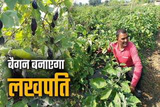 BRINJAL FARMING GRAFTING METHOD