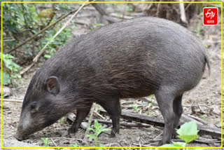 Pygmy Hog