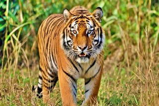 Tiger enters Warangal Forest Areas