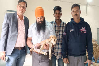 Hubballi NGO Rescues Over 8,000 Stray Animals In Distress  In Last 8 Years