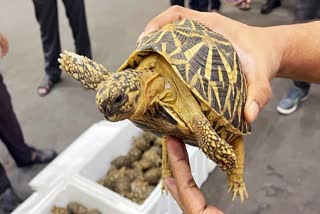 Indian national sentenced more than one year jail for importing 58 tortoises into Singapore