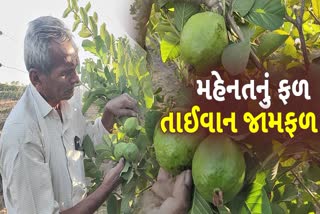 તાઇવાન જામફળની સફળ ખેતી કરતા ગમા પીપળીયા ગામના ખેડૂત પ્રેમજીભાઈ પાનસેરીયા