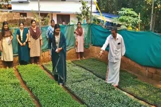 ORGANIC KITCHEN FARMING KANNAPURAM  KANNAPURAM PANCHAYATH FARMING  ORGANIC FARMING UNDER WOMEN  KANNAPURAM KRISHI BHAVAN PROJECT