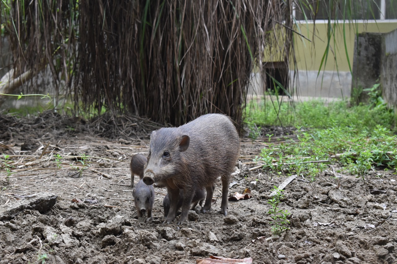 Pygmy Hog