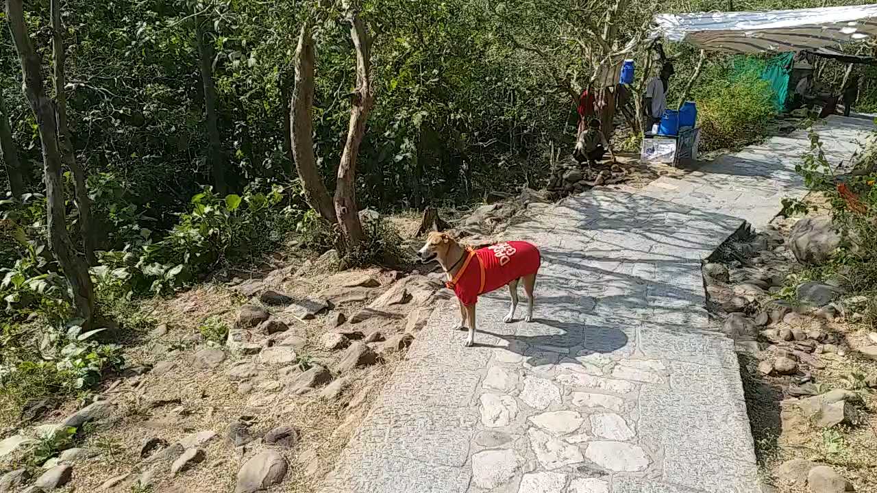 11,000 KMની પદયાત્રામાં સાથી શ્વાન