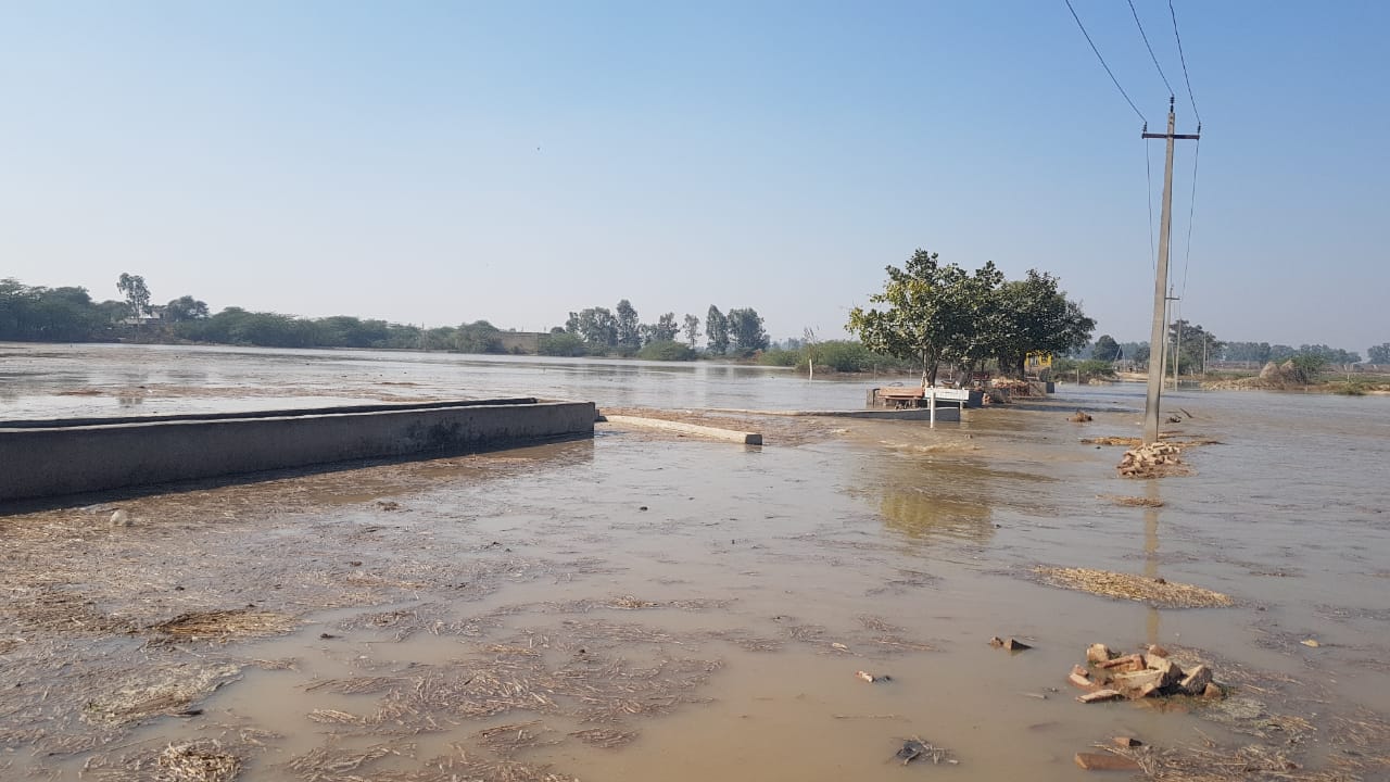 Sundar branch canal broke in Nandgarh village of Julana Jind hundreds of acres of crops submerged in water