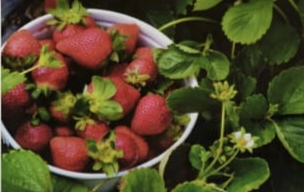 Strawberry on Postage Stamp