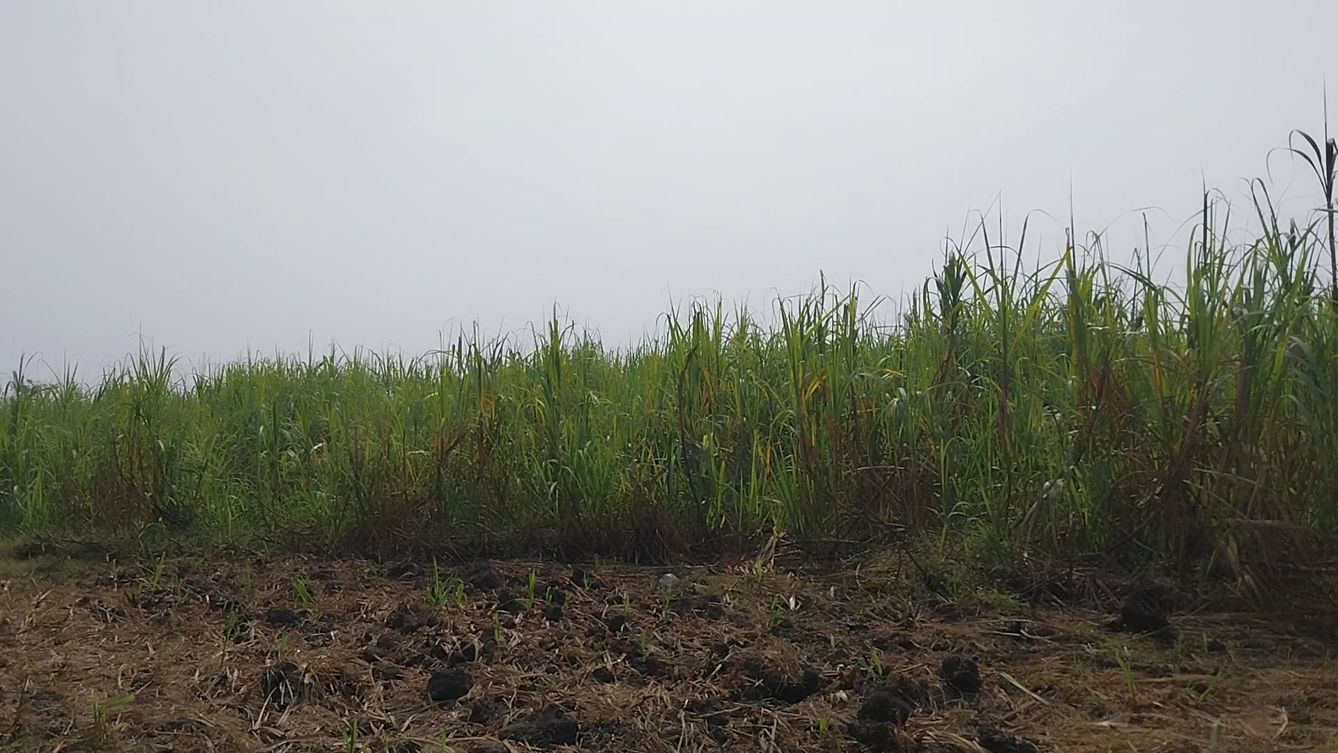 Sugarcane Cultivation in Kareli