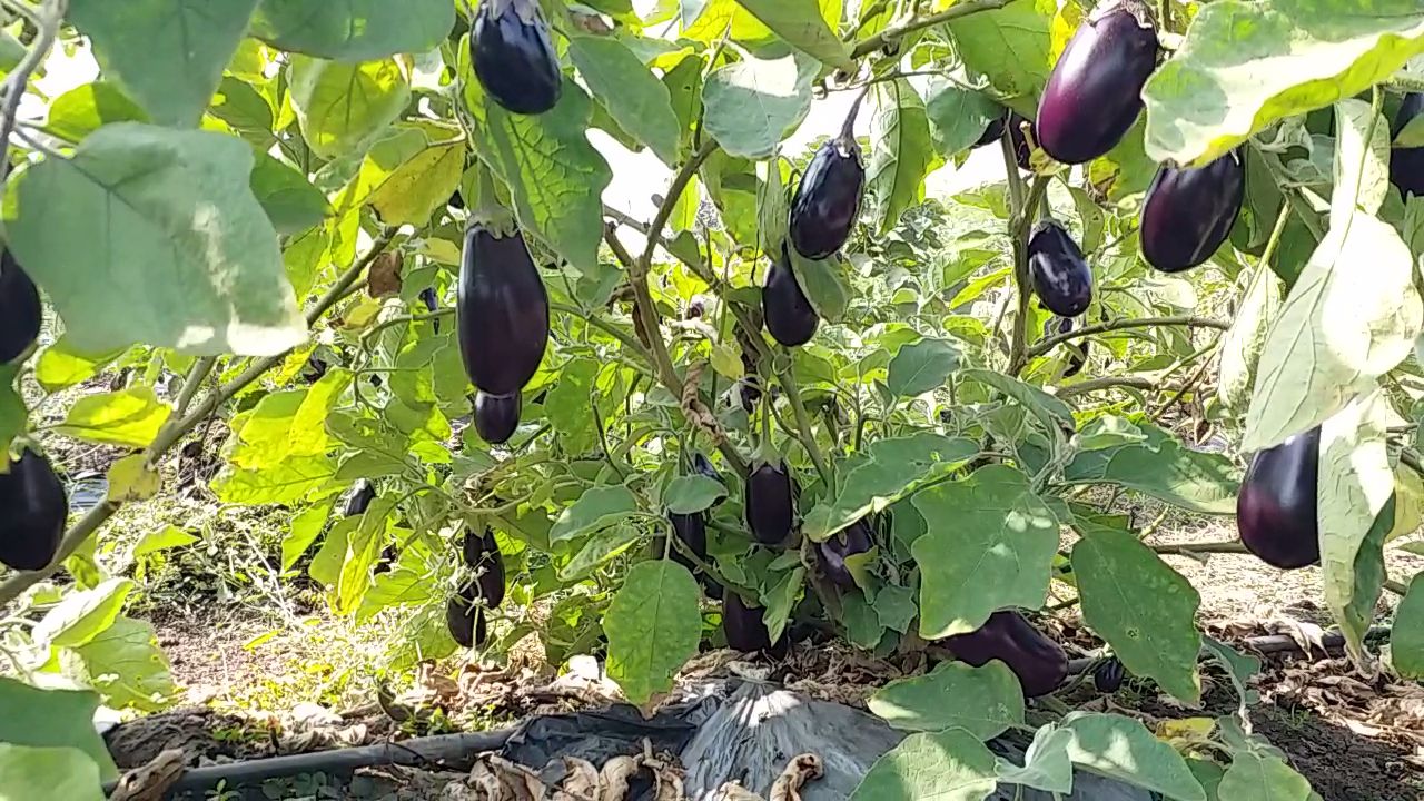 Brinjal farming grafting method