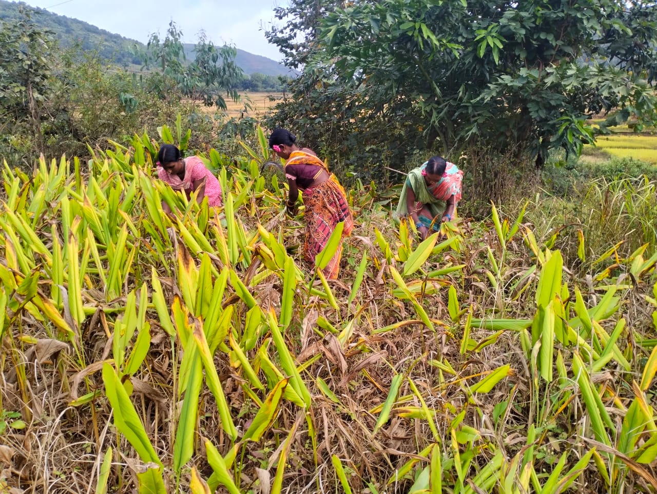 ହଦଳୀ ପତ୍ରରୁ ତେଲ, ନୂଆ ସମ୍ଭାବନାର ସନ୍ଧାନରେ କୋରାପୁଟର ଆଦିବାସୀ ମହିଳା