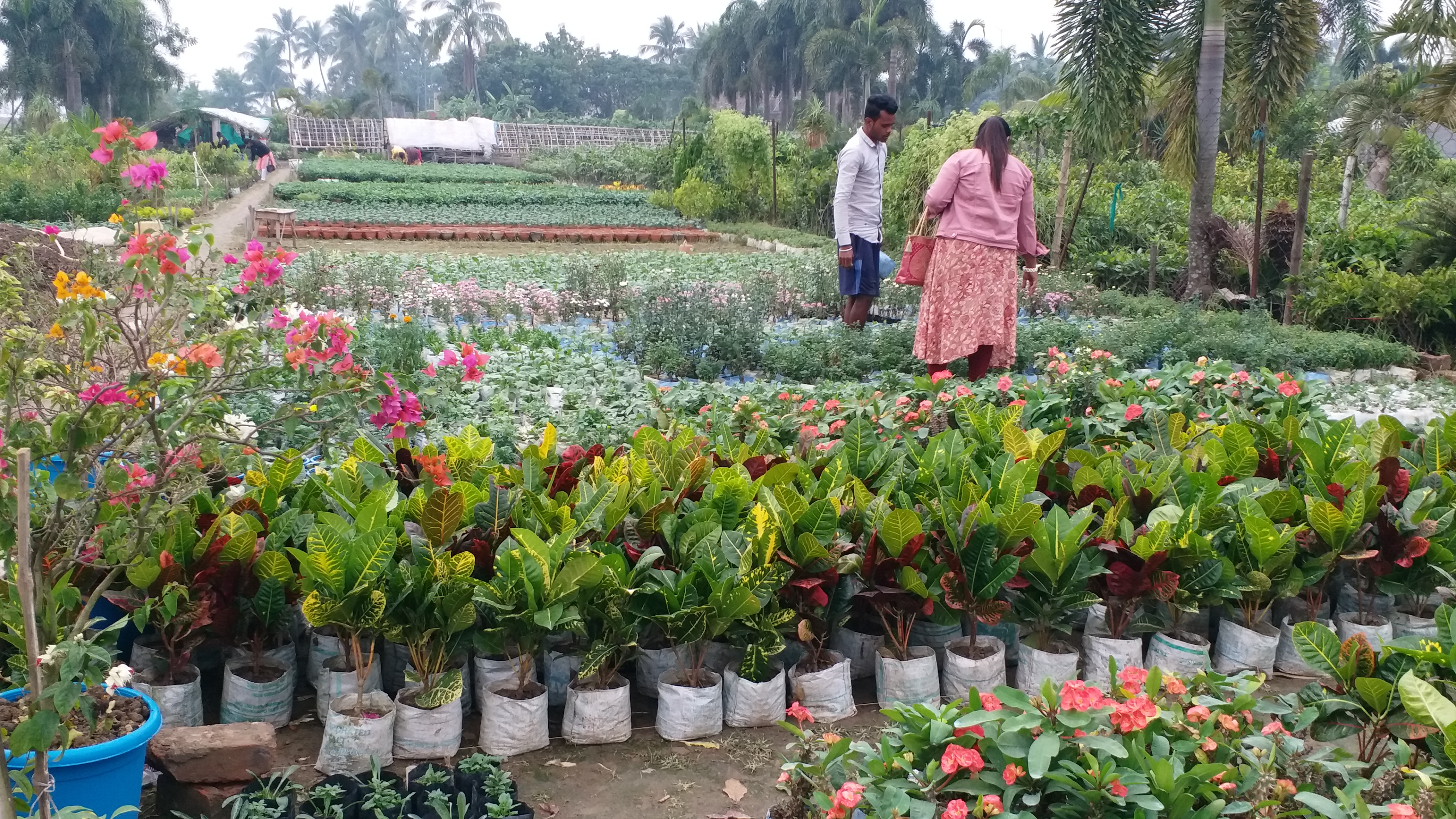 Balagarh Nursery Business