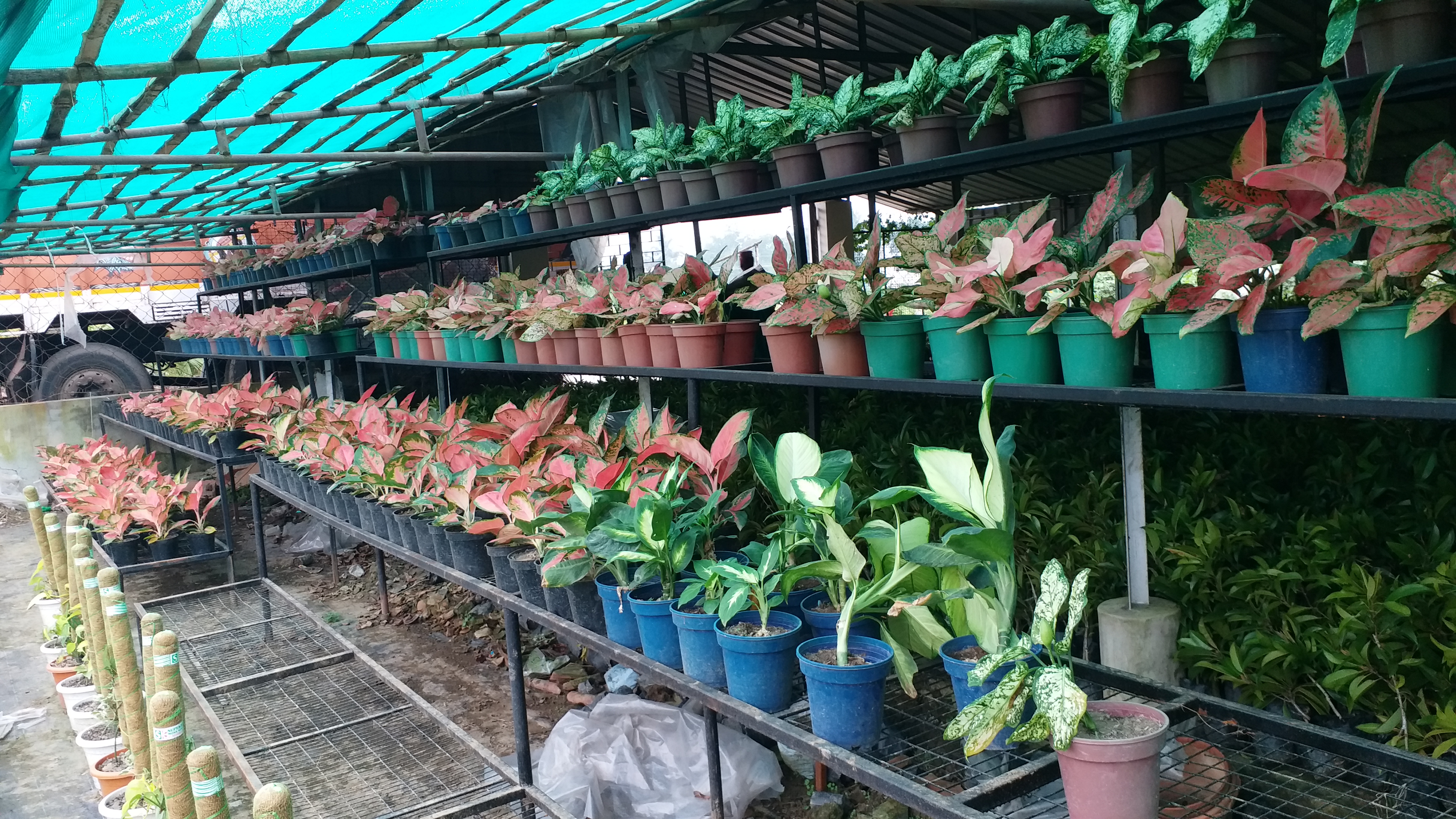 Balagarh Nursery Business