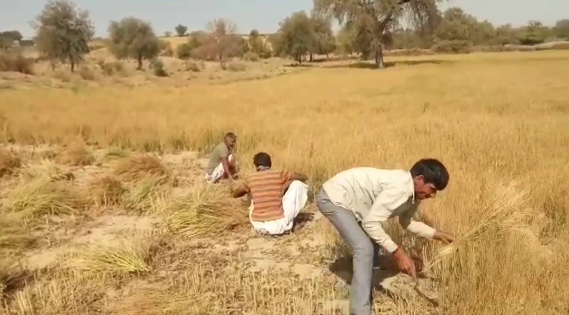 Jalore Weather Farmer Rabi Crop,  Crop Girdawari in Jalore,  Jalore farmer compensation demand