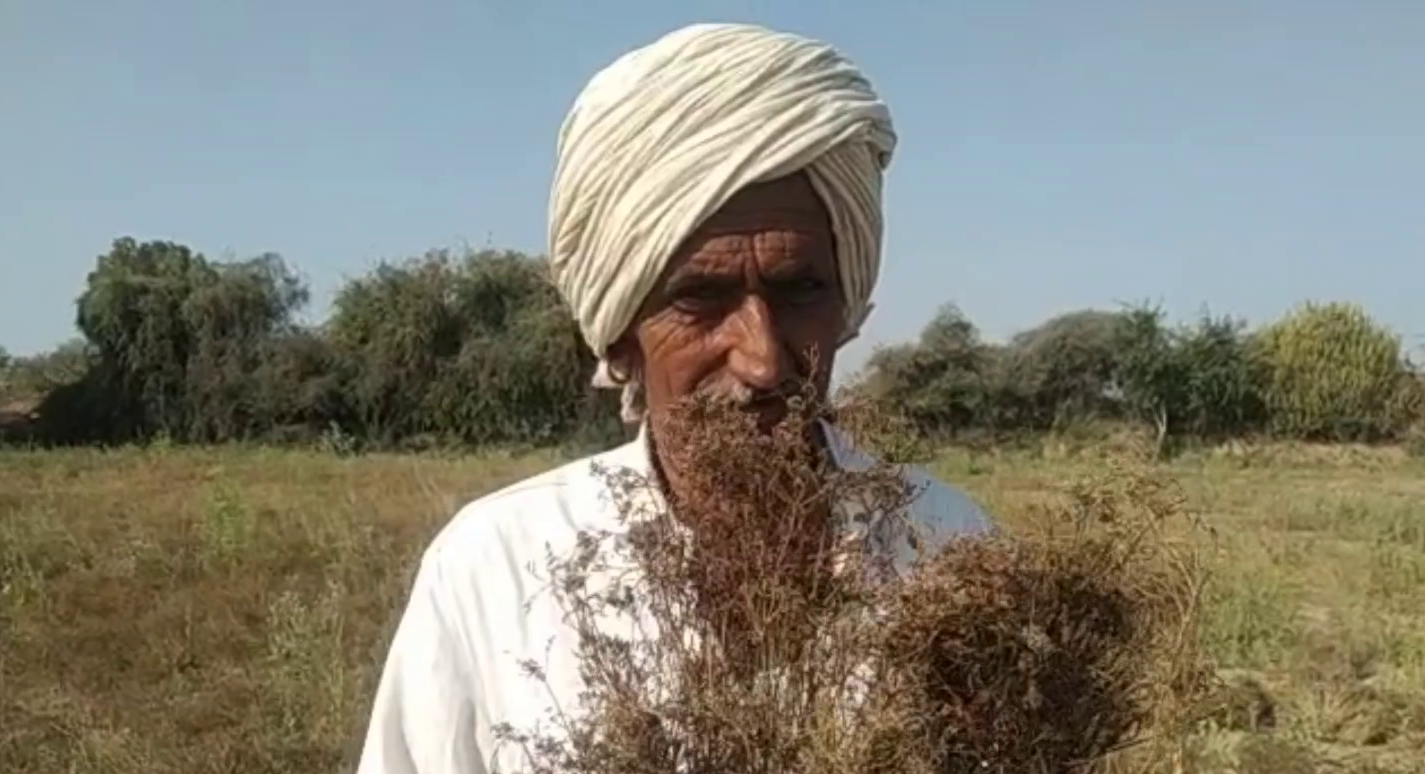 Jalore Weather Farmer Rabi Crop,  Crop Girdawari in Jalore,  Jalore farmer compensation demand