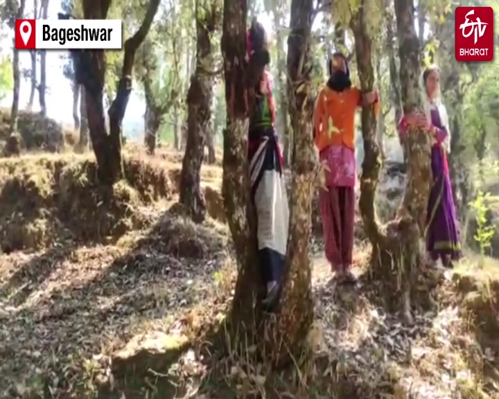 Women in Dehradun hug trees to save them from felling