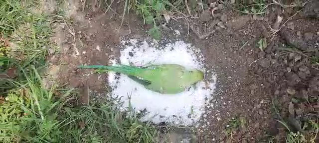 farmers-did-funerals-to-parrot-at-medepally-in-khammam-district