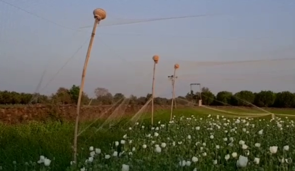 farmers crop adopted unique way to save, animals destroyed opium