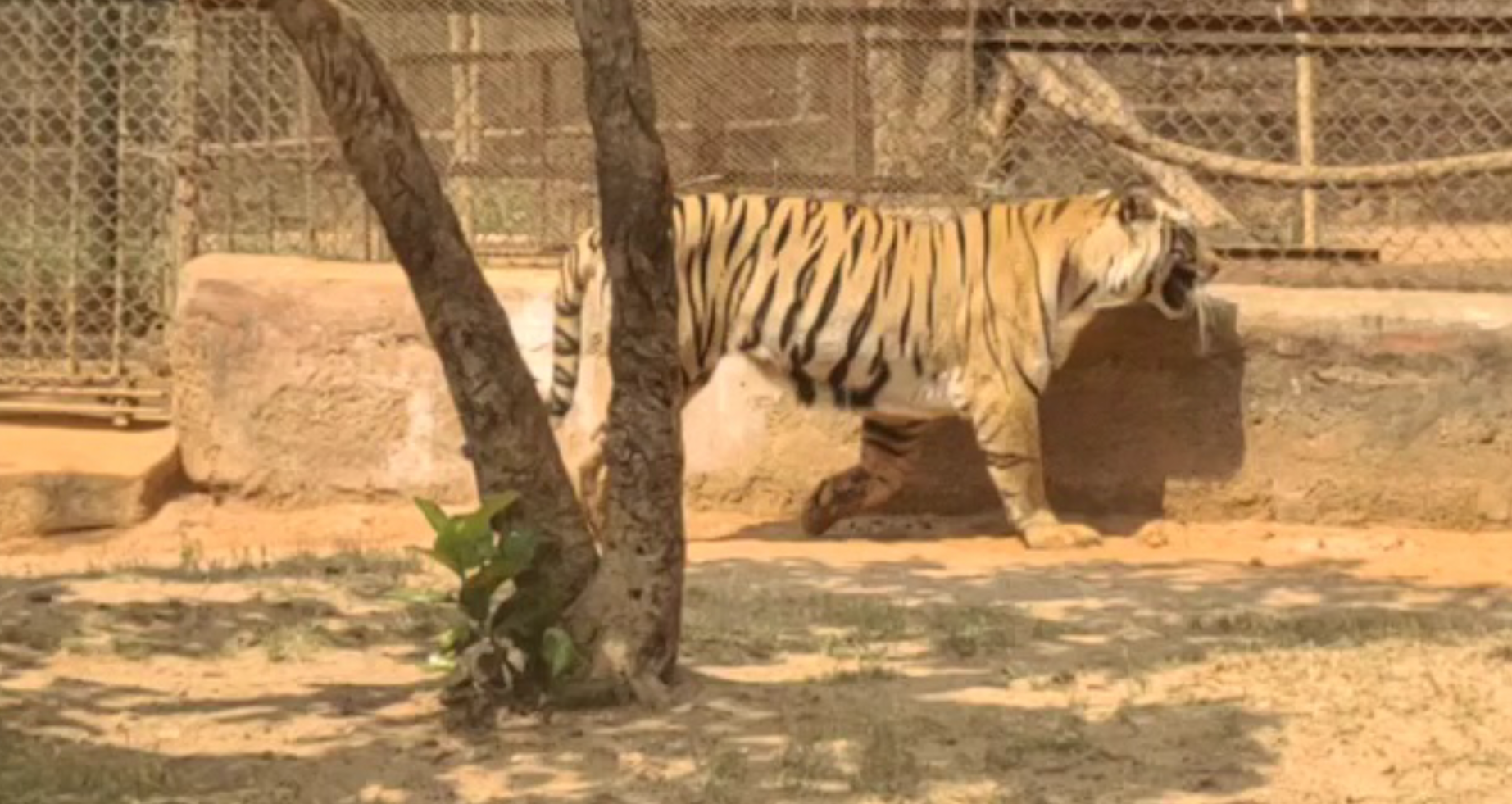 Wildlife Tiger,  Nahargarh Biological Park,  Wild bore Nahargarh Biological Park